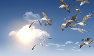 Naklejka premium Seagull Flying