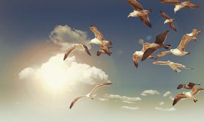 Seagull Flying