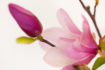 Fototapeta na wymiar Magnolia Jane Blossoms
