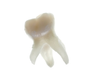 extracted baby molar tooth with roots