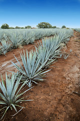 Tequila Landscape