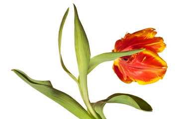 Naklejka premium Spring Tulips