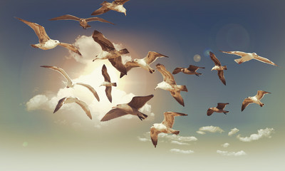 Seagull Flying