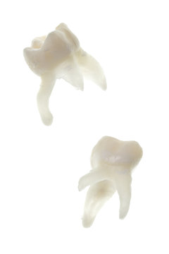 extracted baby molar teeth with roots