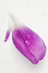 purple tulip petals isolated on white background