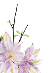 clematis blossom isolated on white background