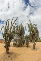 Cactus desierto de la tatacoa villavieja huila colombia