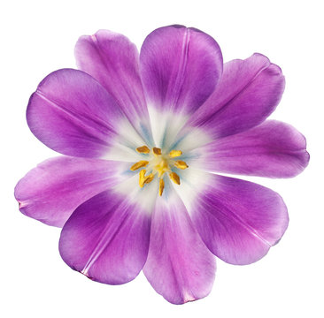 Purple Tulip Isolated On White Background