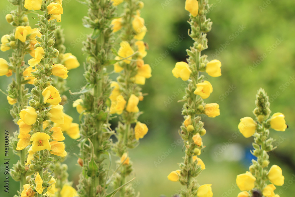 Sticker mullein flowers background