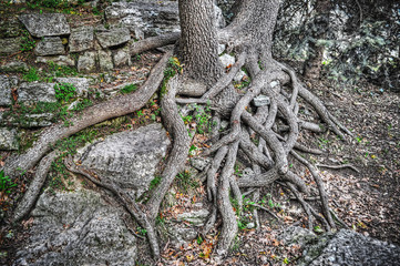 close up of tree roots in hdr