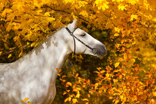 Fototapeta Portrait of beautiful white horse in orange leaves in fall