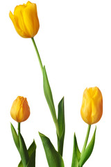 Spring Tulip in bright yellow