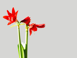 Hippeastrum