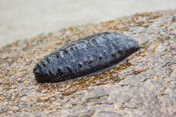 Sea cucumber. Mediterranean sea