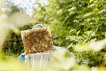 A beekeeper holding up and checking a honeycomb frame from a beehive. 