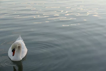 Photo sur Plexiglas Anti-reflet Cygne Beautiful swan