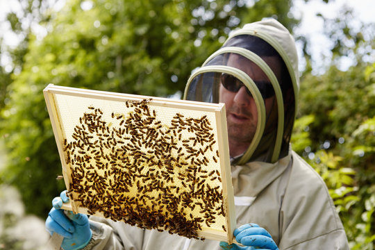 A beekeeper in a suit, holding up a wooden frame covered with bees. 