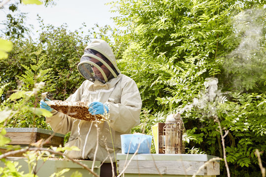 A beekeeper in a beekeeping suit with face protector checking and opening his hives. 