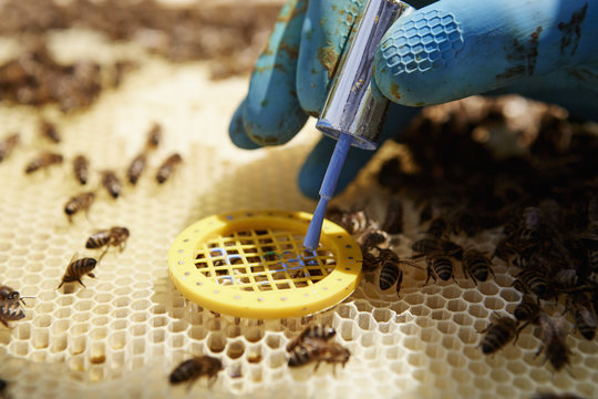 A beekeeper placing a queen cage on a super in a beehive. 
