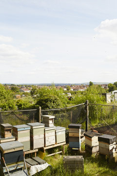 A collection of beehives in the corner of an allotment in a city. 