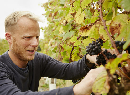 A grape picker at work selecting bunches of grapes on the vine. 