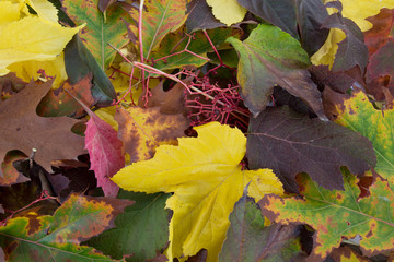 Bright autumn leaves, background with autumn colors. Pressed leaves background.