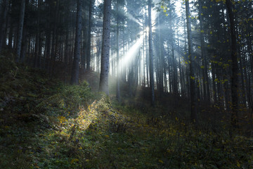 Magical light rays in the forest