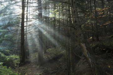 Rays of light in the forest