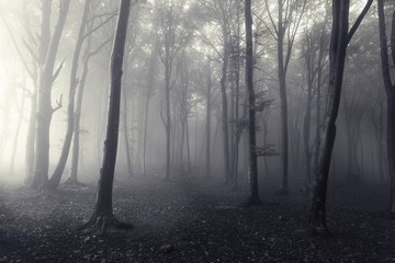 Dark horror misty forest