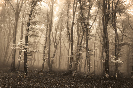 Strange misty forest