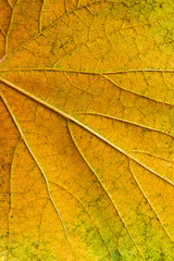 Autumn grapes leaf as background.