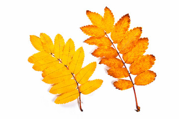 Autumn rowan tree leaves isolated on white. With clipping path.