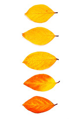 Assort of different autumn leaves isolated on white background.