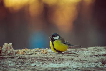 Fototapeta premium bird winter