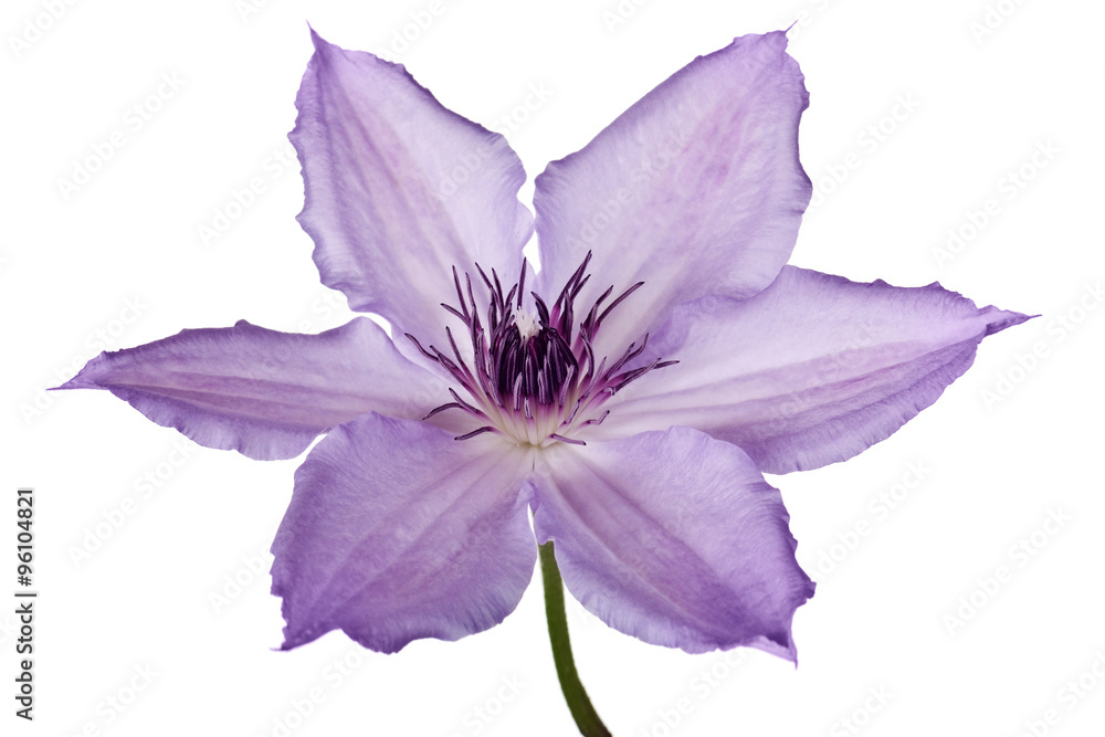 Poster purple clematis