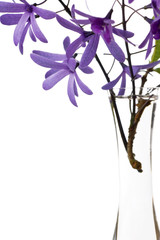 Fototapeta na wymiar purple blossoms on white background