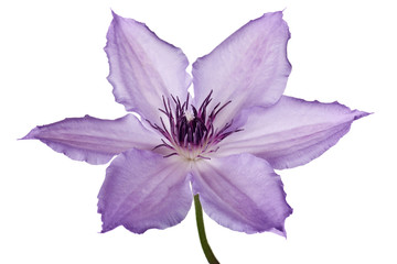 purple clematis