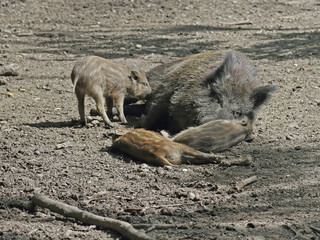 Wildschwein