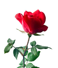 Garden rose isolated on white background