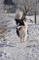 Border Collie im Schnee laufend im Winter