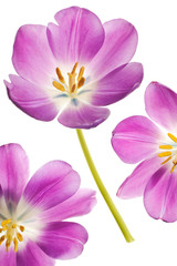 purple tulip isolated on white background
