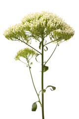 Trachelium