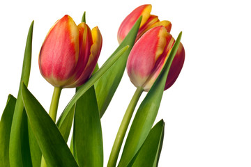 yellow and red tulips isolated on white background