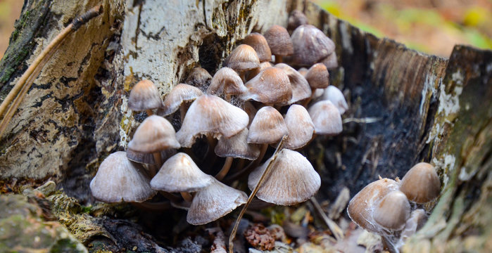 Forest mushrooms growing on a dead tree