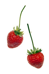 ripe red strawberries with stems and leaves isolated on white ba