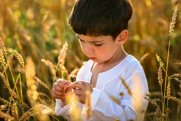 child in a field of wheat