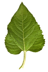 Obraz premium sunflower leaves isolated
