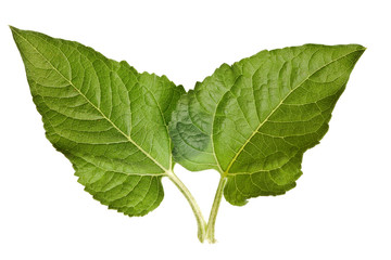 sunflower leaves isolated
