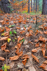 autumn in a forest