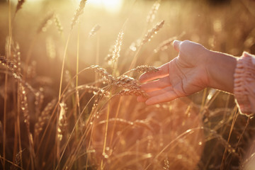hands with wheat, harvesting